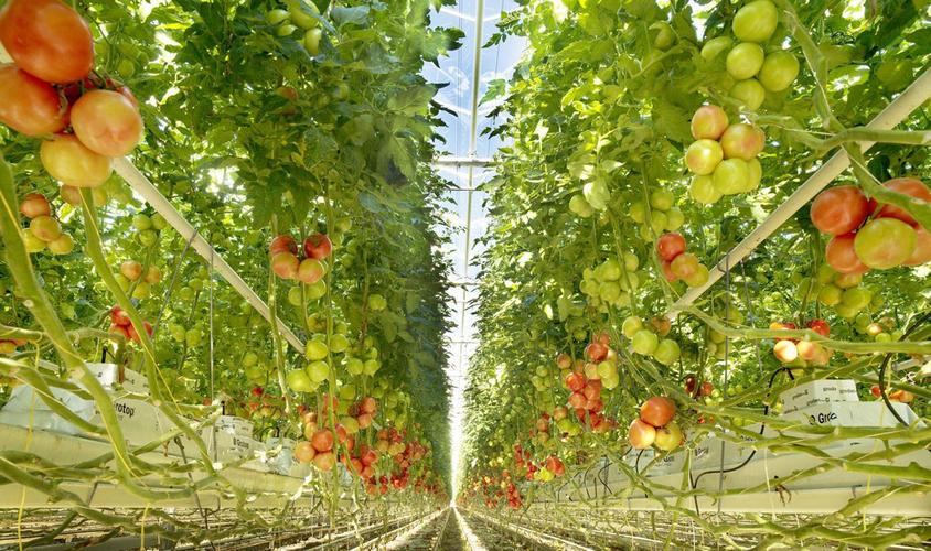 浩豐:致力于現代化農產品生產基地建設